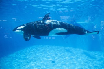Bereaved Mother Orca Finally Drops Calf after Carrying Corpse for Unprecedented 17 Days